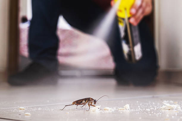 Best Spider Control Near Me  in Luverne, AL